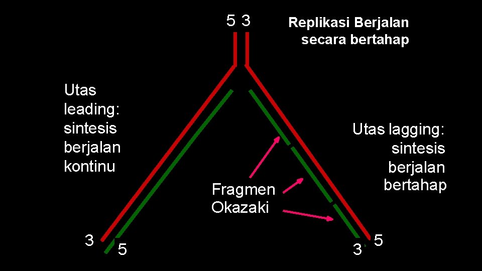 53 Utas leading: sintesis berjalan kontinu Fragmen Okazaki 3 5 Replikasi Berjalan secara bertahap