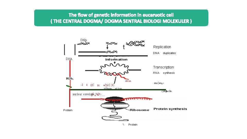 DNA t Replication DNA duplicates DNA Transcription RNA A -1 ii ((C . .