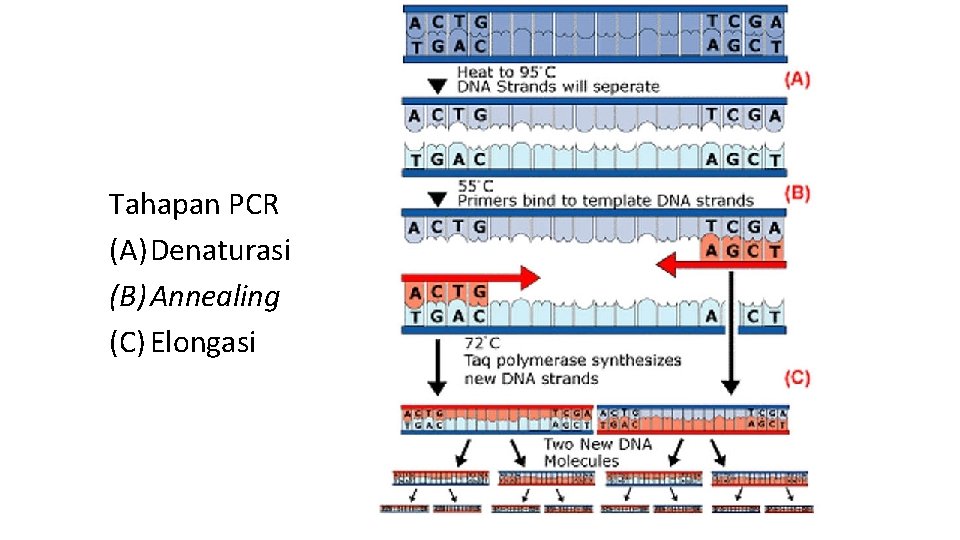 Tahapan PCR (A) Denaturasi (B) Annealing (C) Elongasi 