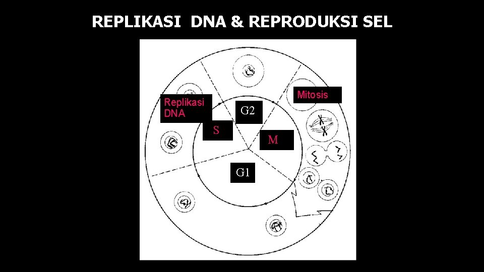 REPLIKASI DNA & REPRODUKSI SEL Mitosis Replikasi DNA G 2 Sj M G 1