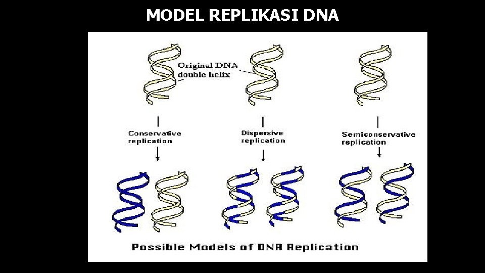 MODEL REPLIKASI DNA 