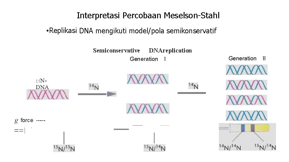 Interpretasi Percobaan Meselson-Stahl • Replikasi DNA mengikuti model/pola semikonservatif Semiconservative DNAreplication Generation 15 N-