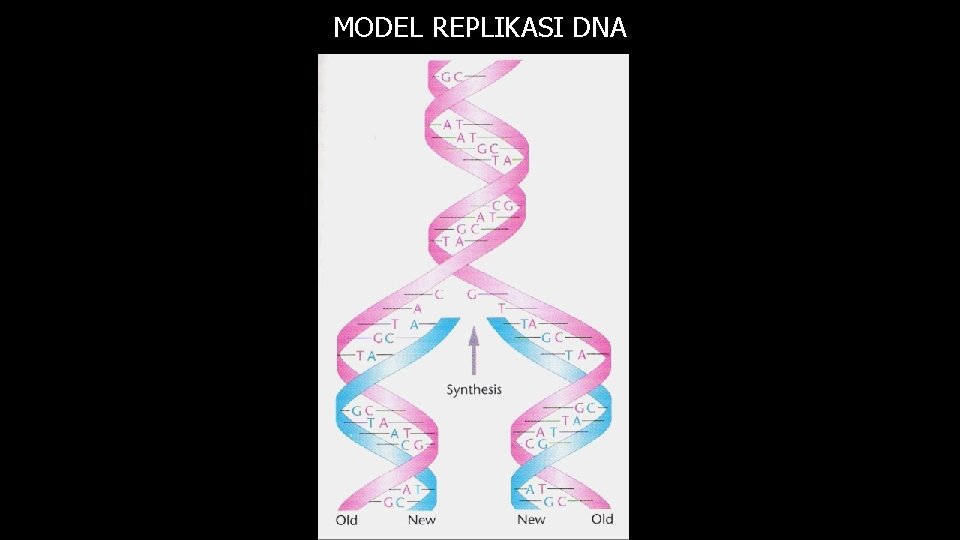 MODEL REPLIKASI DNA 