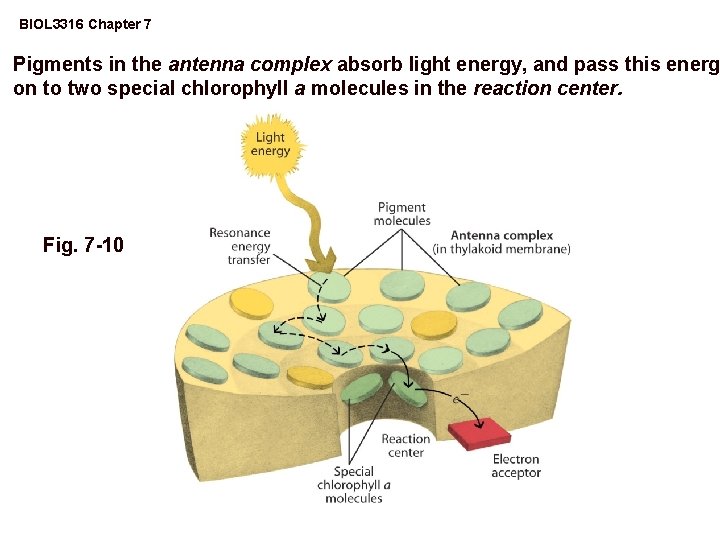 BIOL 3316 Chapter 6 Metabolism Respiration Metabolism all