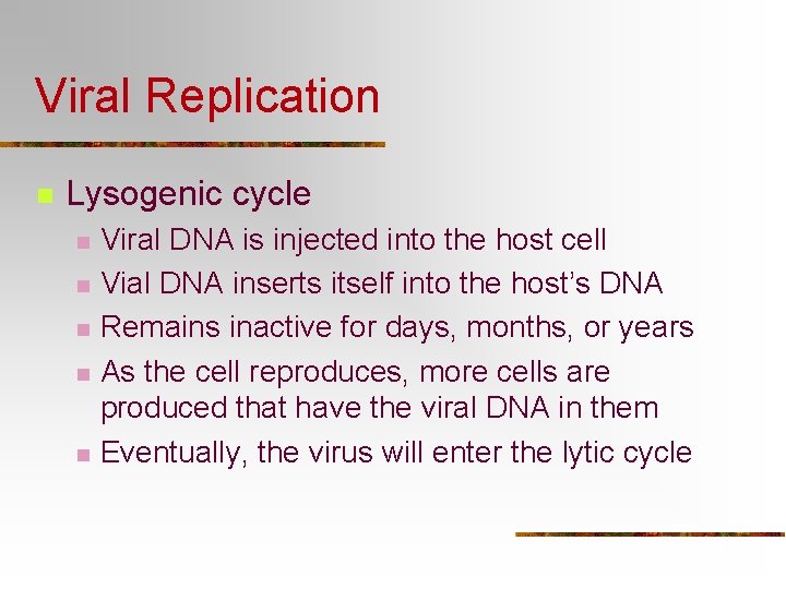 Viral Replication n Lysogenic cycle n n n Viral DNA is injected into the