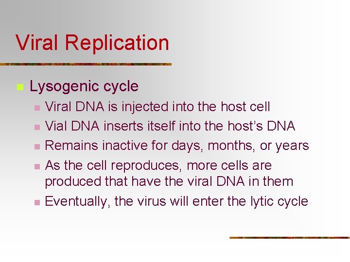 Viral Replication n Lysogenic cycle n n n Viral DNA is injected into the