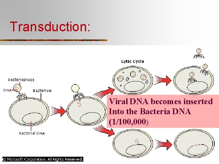 Transduction: Viral DNA becomes inserted Into the Bacteria DNA (1/100, 000) 