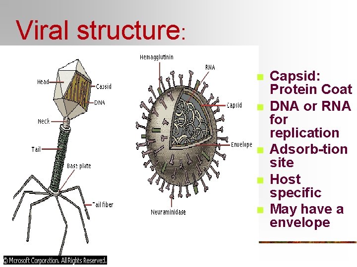 Viral structure: n n n Capsid: Protein Coat DNA or RNA for replication Adsorb-tion