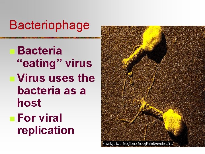Bacteriophage n Bacteria “eating” virus n Virus uses the bacteria as a host n