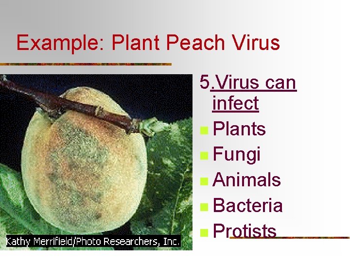 Example: Plant Peach Virus 5. Virus can infect n Plants n Fungi n Animals