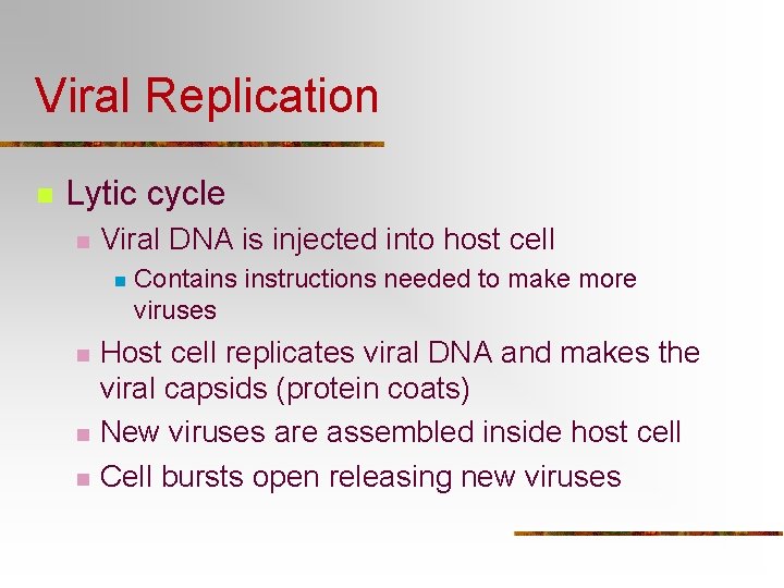 Viral Replication n Lytic cycle n Viral DNA is injected into host cell n