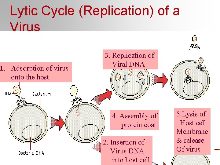 Lytic Cycle (Replication) of a Virus 1. Adsorption of virus onto the host 3.