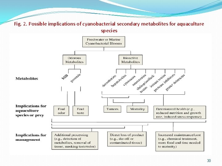 Fig. 2. Possible implications of cyanobacterial secondary metabolites for aquaculture species 30 