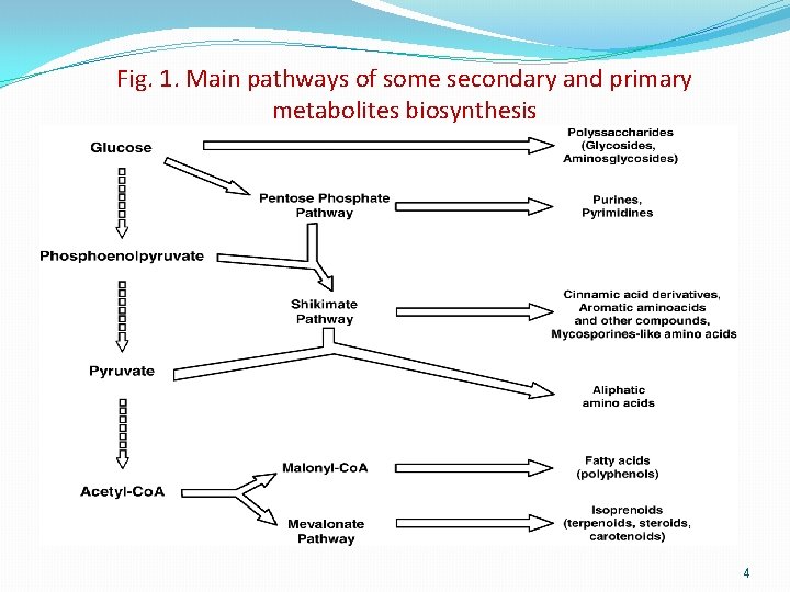 Fig. 1. Main pathways of some secondary and primary metabolites biosynthesis 4 