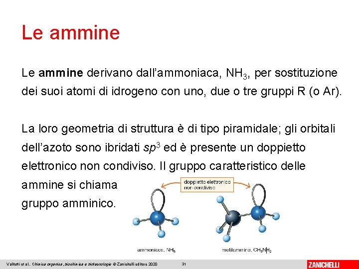 Le ammine derivano dall’ammoniaca, NH 3, per sostituzione dei suoi atomi di idrogeno con