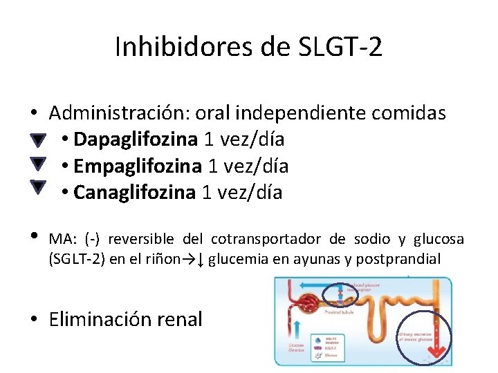 Inhibidores de SLGT-2 • Administración: oral independiente comidas • Dapaglifozina 1 vez/día • Empaglifozina