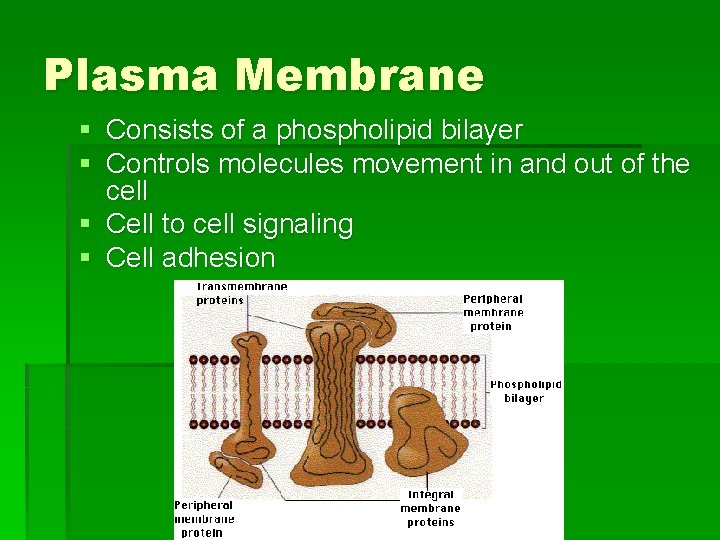 Plasma Membrane § Consists of a phospholipid bilayer § Controls molecules movement in and