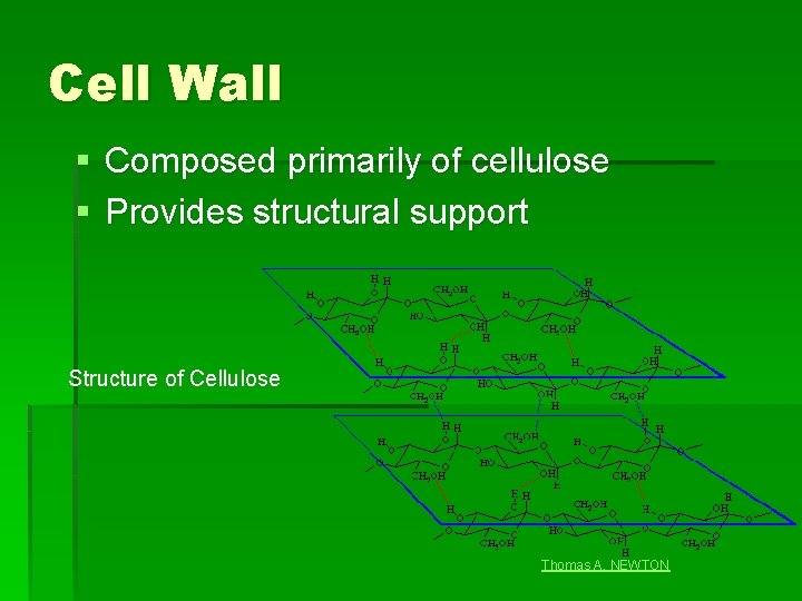 Cell Wall § Composed primarily of cellulose § Provides structural support Structure of Cellulose