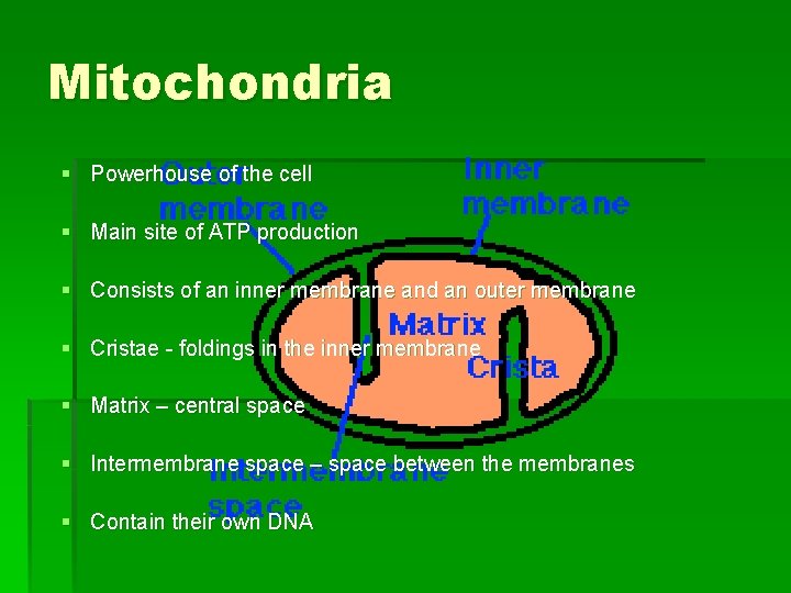 Mitochondria § Powerhouse of the cell § Main site of ATP production § Consists