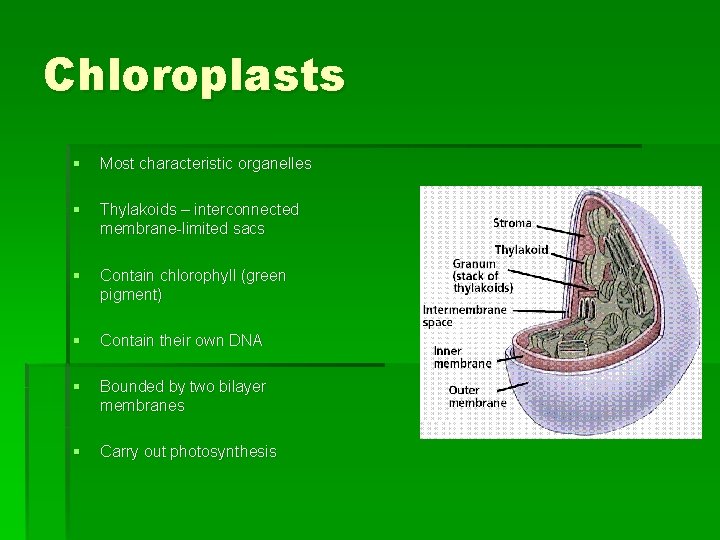 Chloroplasts § Most characteristic organelles § Thylakoids – interconnected membrane-limited sacs § Contain chlorophyll