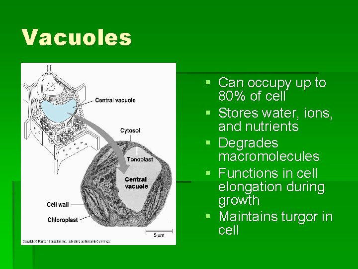 Vacuoles § Can occupy up to 80% of cell § Stores water, ions, and