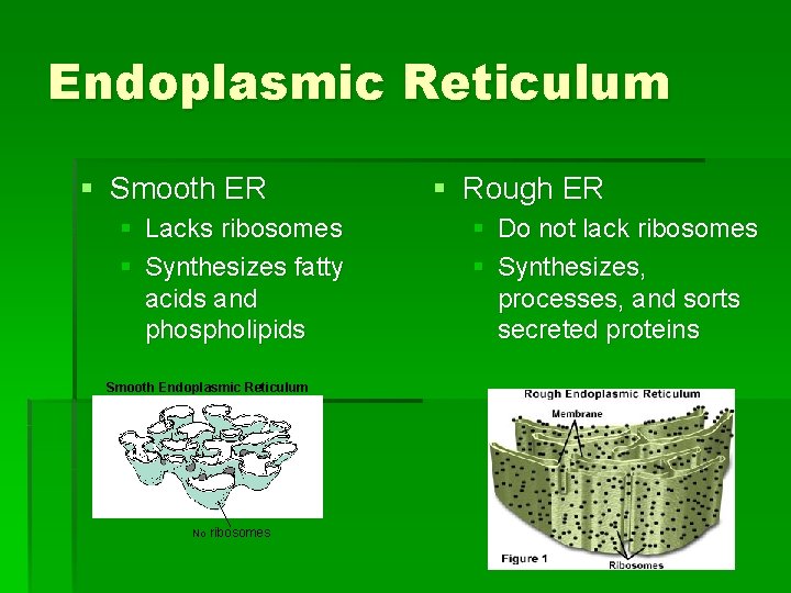 Endoplasmic Reticulum § Smooth ER § Lacks ribosomes § Synthesizes fatty acids and phospholipids