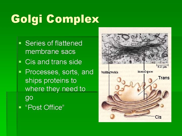 Golgi Complex § Series of flattened membrane sacs § Cis and trans side §