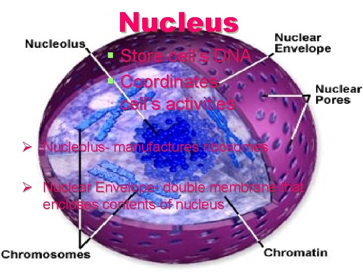 Nucleus § Store cell’s DNA § Coordinates cell’s activities Ø Nucleolus- manufactures ribosomes Ø