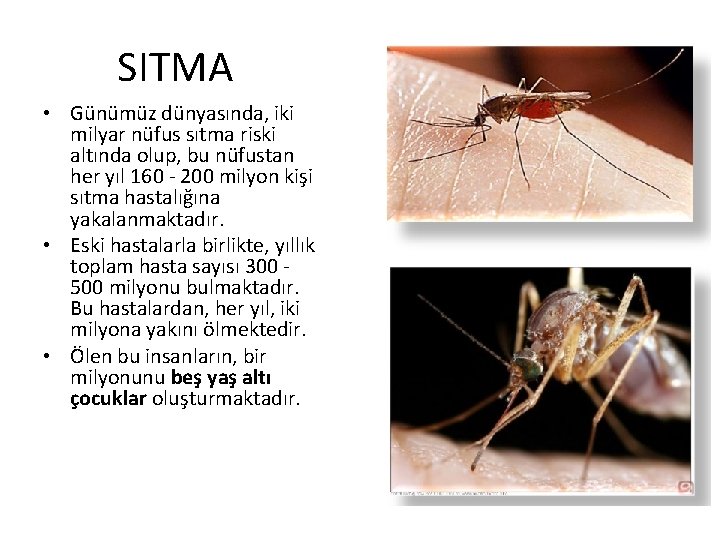 SITMA • Günümüz dünyasında, iki milyar nüfus sıtma riski altında olup, bu nüfustan her