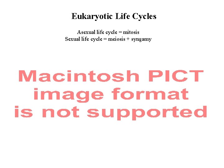 Eukaryotic Life Cycles Asexual life cycle = mitosis Sexual life cycle = meiosis +
