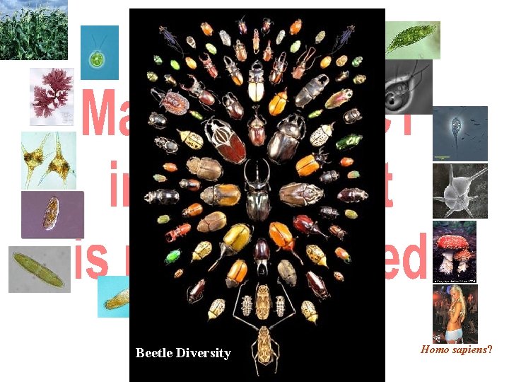 Beetle Diversity Homo sapiens? 