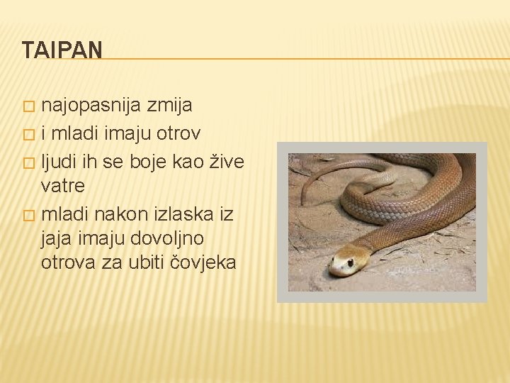 TAIPAN najopasnija zmija � i mladi imaju otrov � ljudi ih se boje kao