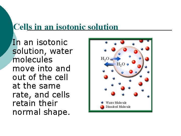 Cells in an isotonic solution In an isotonic solution, water molecules move into and