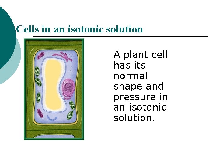 Cells in an isotonic solution A plant cell has its normal shape and pressure