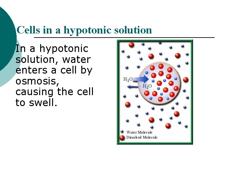 Cells in a hypotonic solution In a hypotonic solution, water enters a cell by