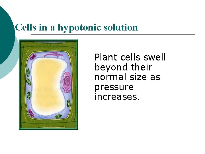 Cells in a hypotonic solution Plant cells swell beyond their normal size as pressure