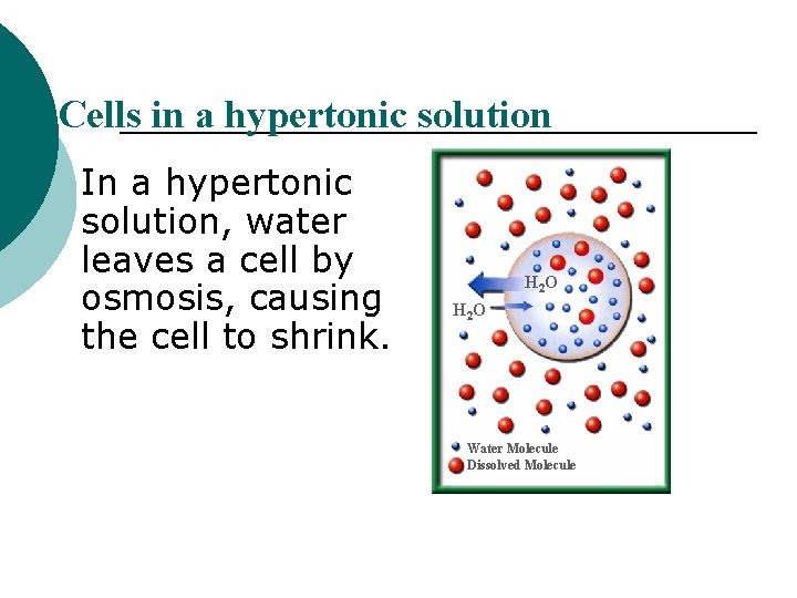 Cells in a hypertonic solution In a hypertonic solution, water leaves a cell by