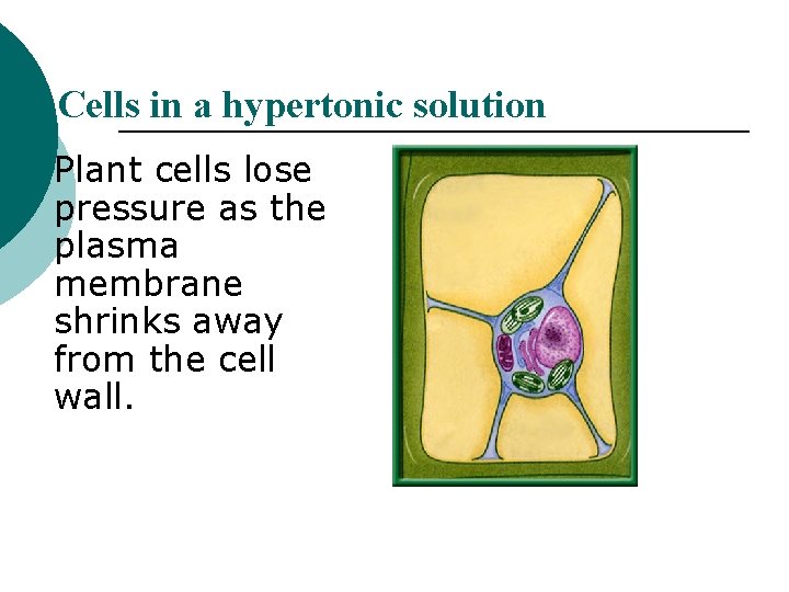 Cells in a hypertonic solution Plant cells lose pressure as the plasma membrane shrinks