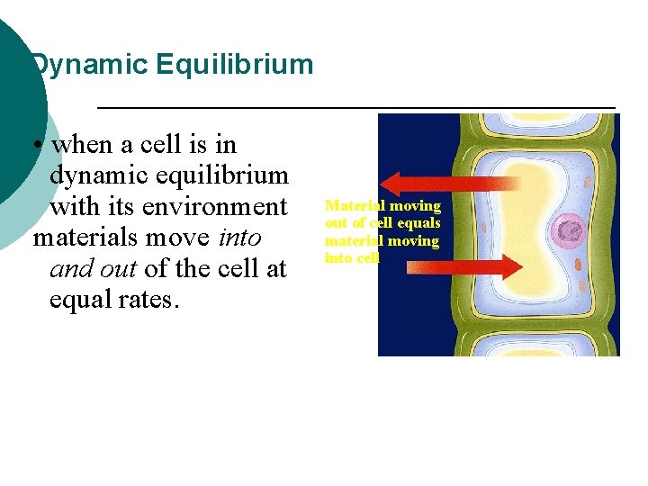 Dynamic Equilibrium • when a cell is in dynamic equilibrium with its environment materials