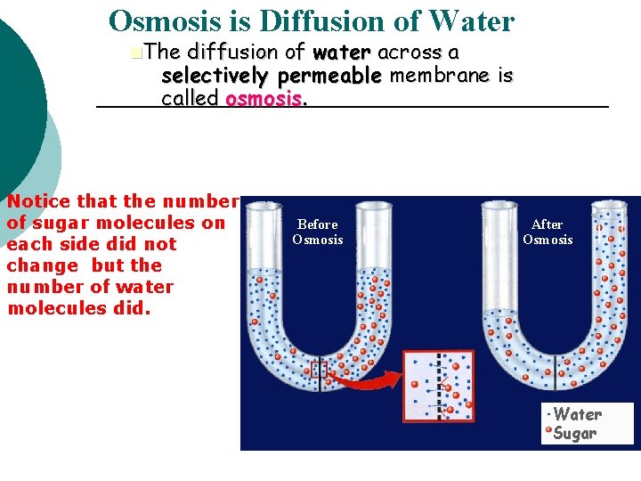 Osmosis is Diffusion of Water n. The diffusion of water across a selectively permeable