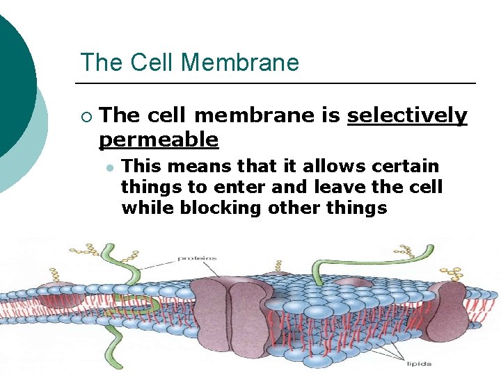 The Cell Membrane ¡ The cell membrane is selectively permeable l This means that