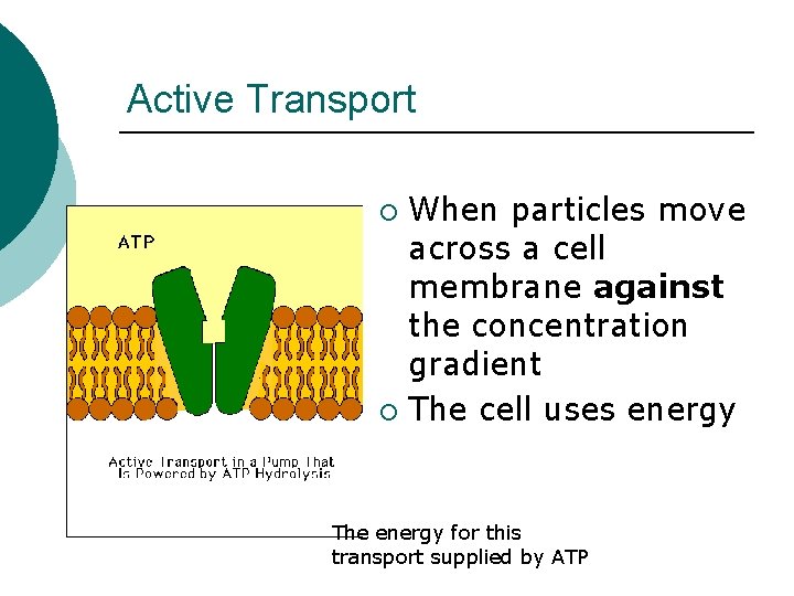 Active Transport When particles move across a cell membrane against the concentration gradient ¡