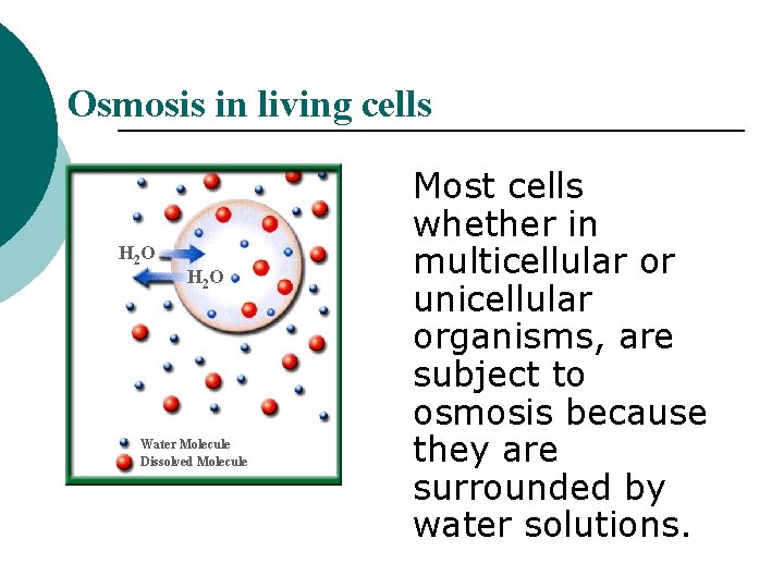 Osmosis in living cells H 2 O Water Molecule Dissolved Molecule Most cells whether