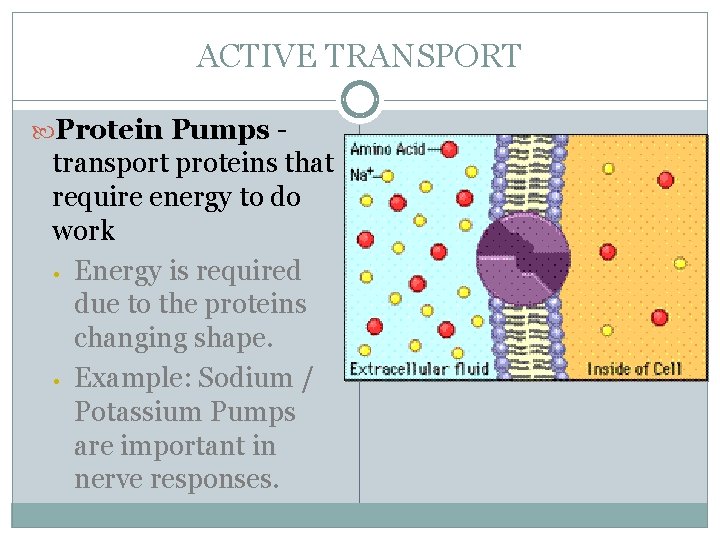 ACTIVE TRANSPORT Protein Pumps - transport proteins that require energy to do work •