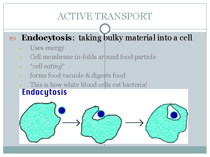 ACTIVE TRANSPORT Endocytosis: taking bulky material into a cell • • • Uses energy