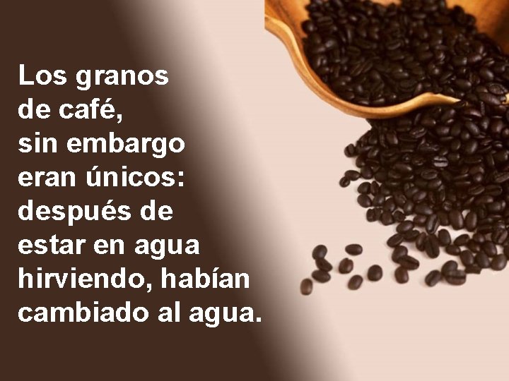 Los granos de café, sin embargo eran únicos: después de estar en agua hirviendo,