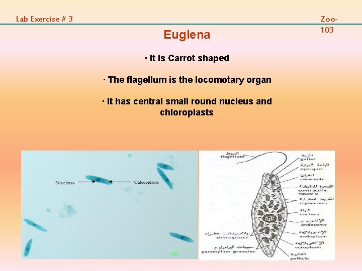 Lab Exercise # 3 Euglena · It is Carrot shaped · The flagellum is