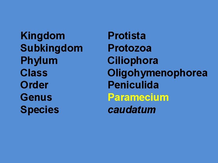 Kingdom Subkingdom Phylum Class Order Genus Species Protista Protozoa Ciliophora Oligohymenophorea Peniculida Paramecium caudatum
