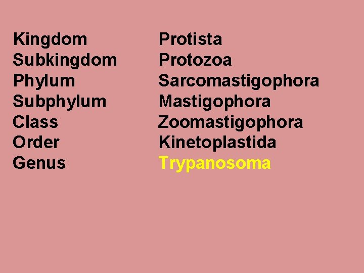 Kingdom Subkingdom Phylum Subphylum Class Order Genus Protista Protozoa Sarcomastigophora Mastigophora Zoomastigophora Kinetoplastida Trypanosoma