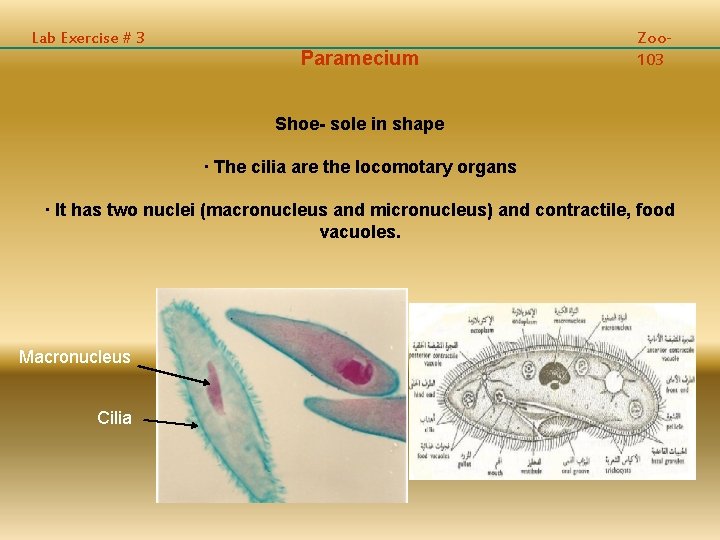 Lab Exercise # 3 Paramecium Zoo 103 Shoe- sole in shape · The cilia
